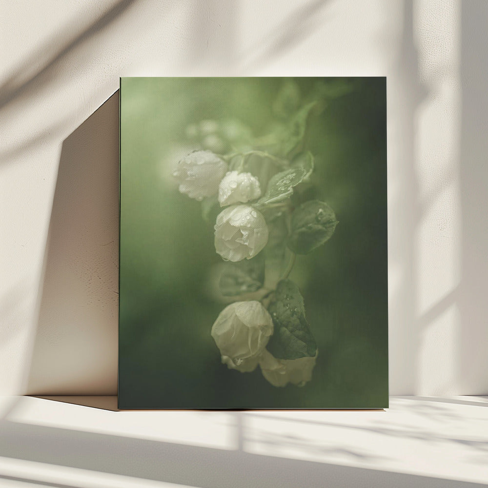 Jasmin | Leinwand
