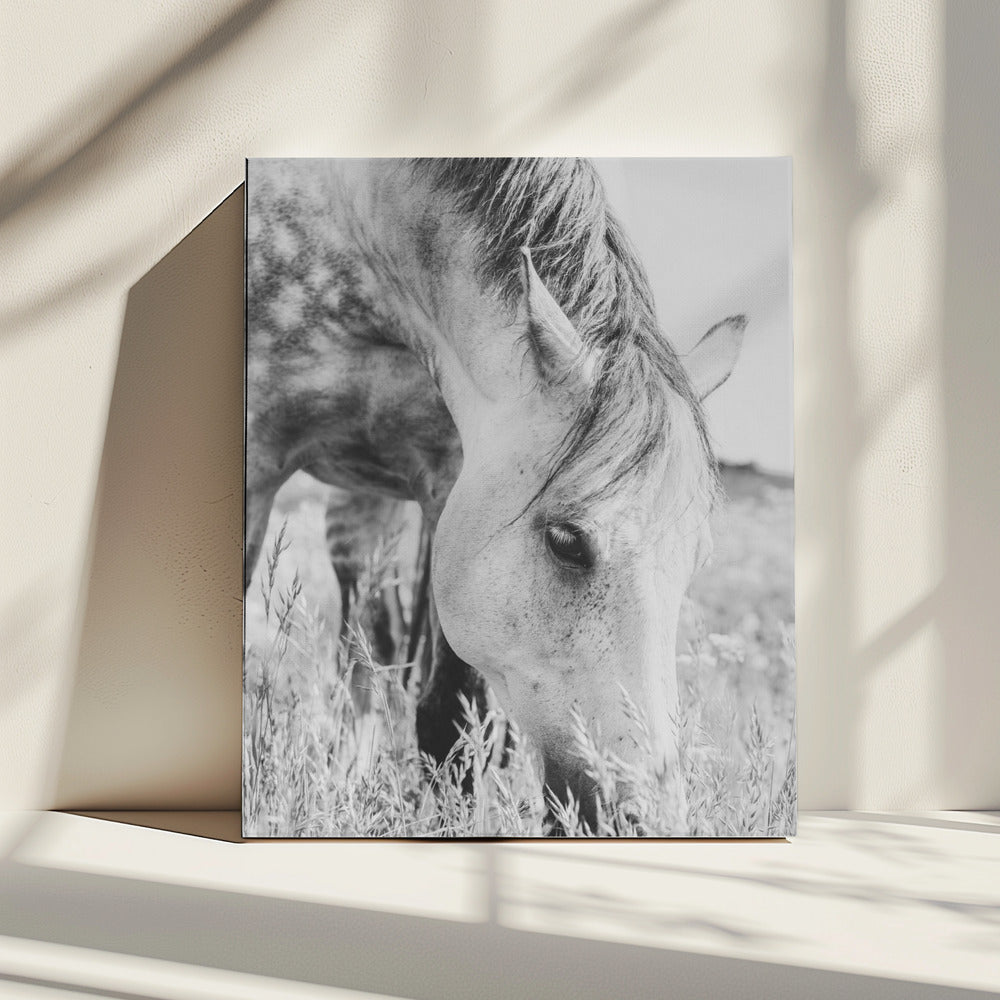 stallion | Canvas
