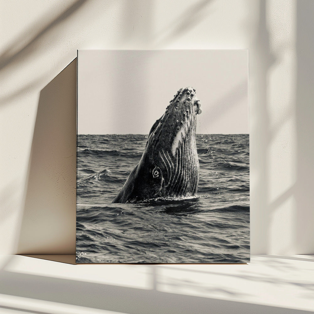 Secret of Whale | Canvas