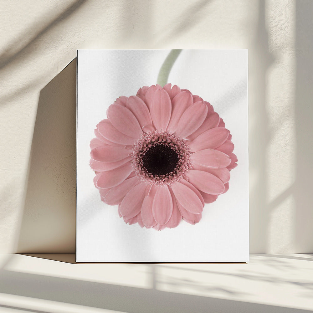 Rosa Gerbera II | Leinwand