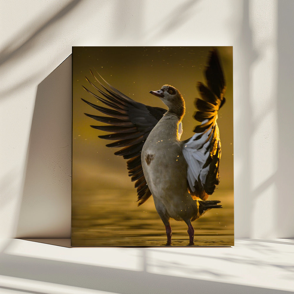 Open Heart | Canvas
