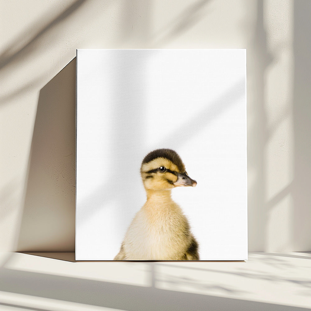 Baby-Ente | Leinwand