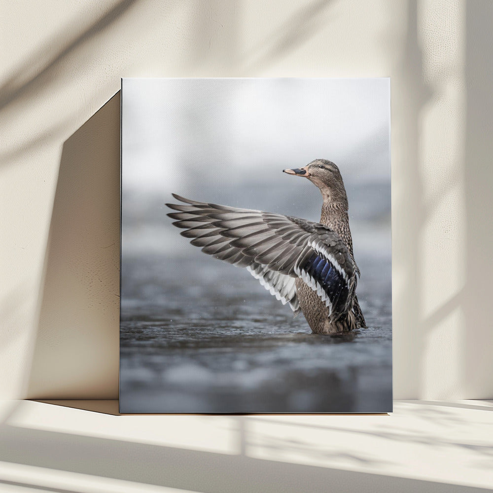 Female mallard with outstretched wings | Canvas