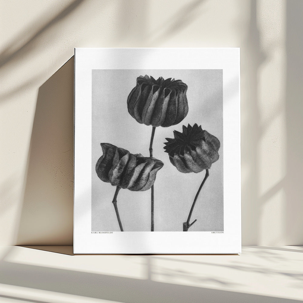 Abutilon (Limettenmalve | Leinwand