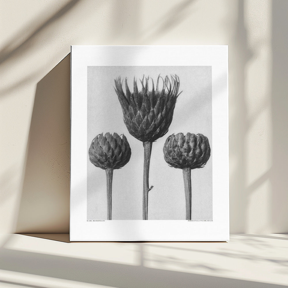 Serratula Nudicaulis | Leinwand