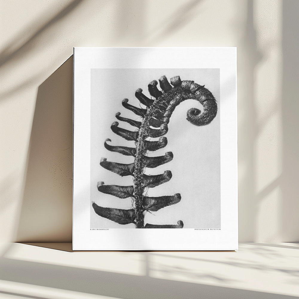 Polystichum Munitum | Leinwand