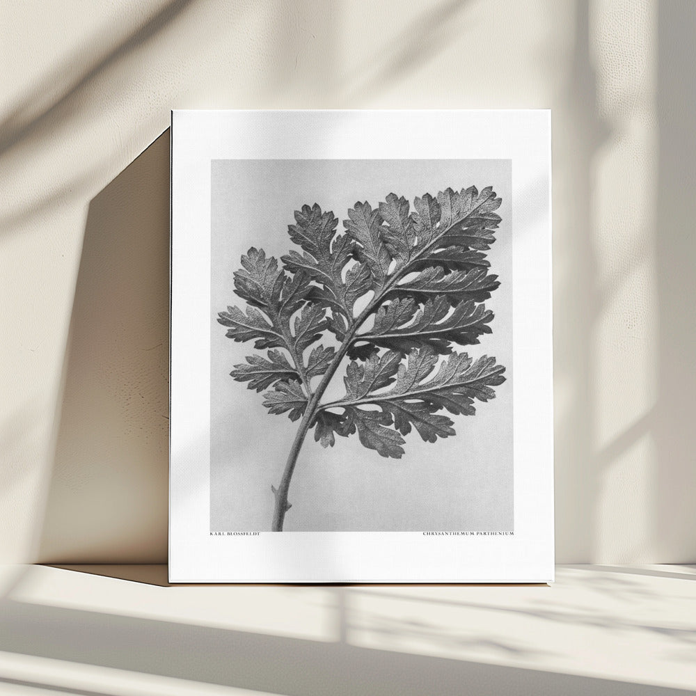 Chrysantheme parthenium | Leinwand
