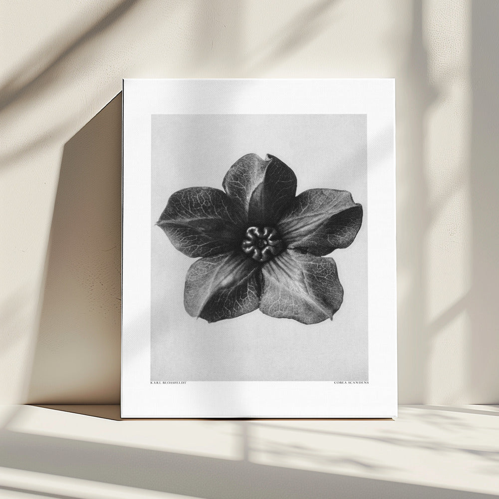 Cobaea Scandens | Leinwand