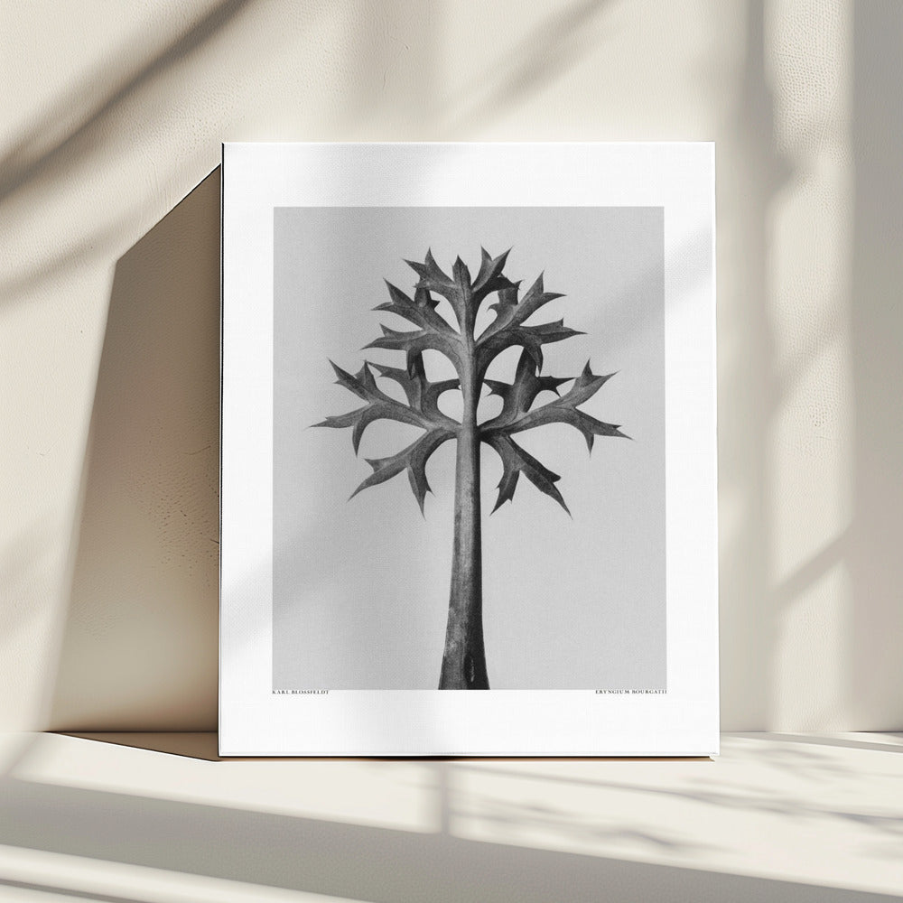 Eryngium Bourgatii | Leinwand