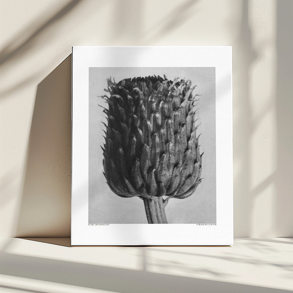 Cirsium Canum (Distel) | Leinwand