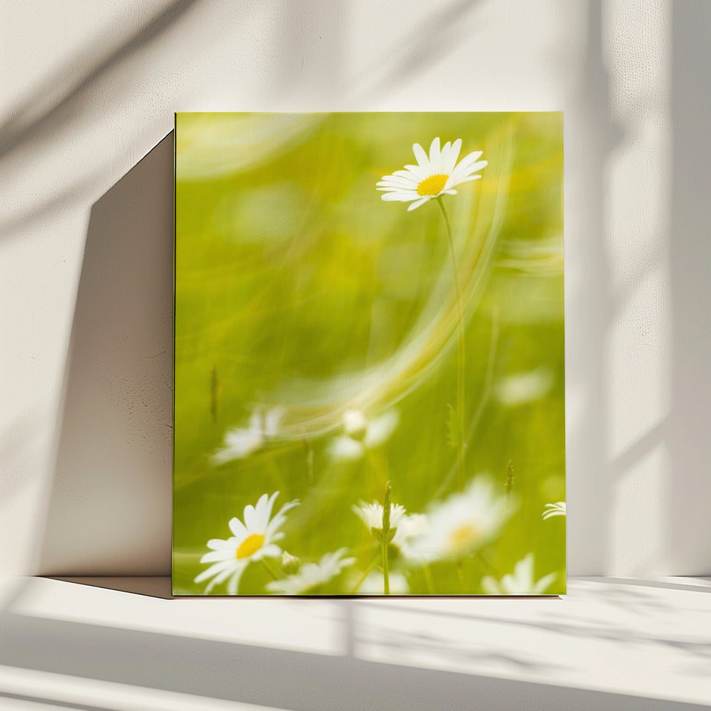 Daisies | Canvas