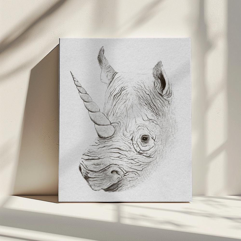 Rhinoplasty | Canvas
