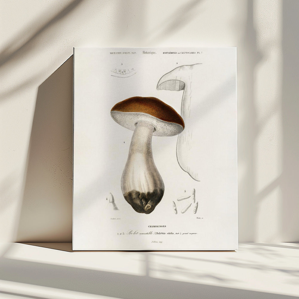 Penny Bun (boletus Edulis) | Canvas