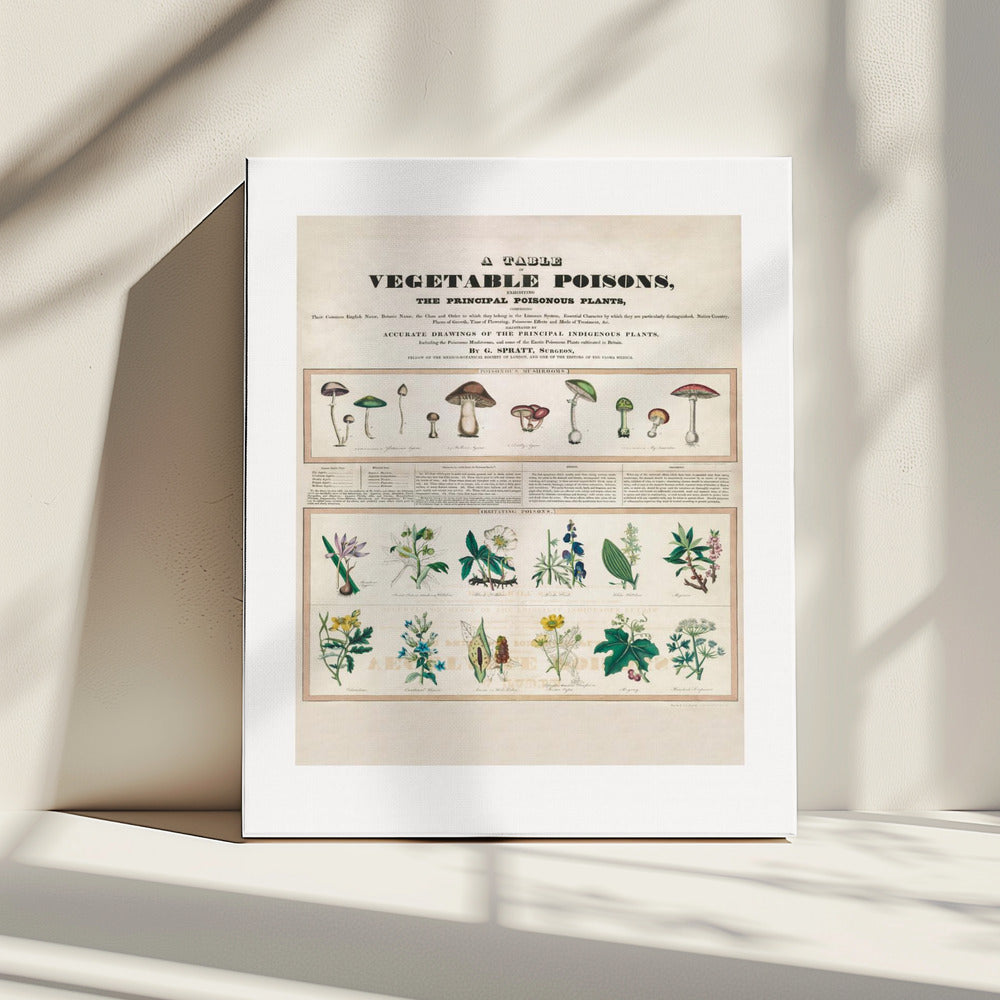 Poisonous Mushrooms Irritating Poisons | Canvas