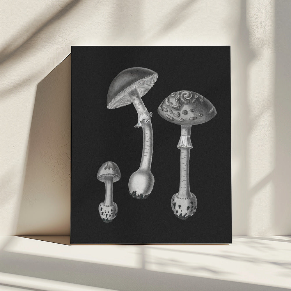 Amanita Muscaria Black Backgound BW | Canvas