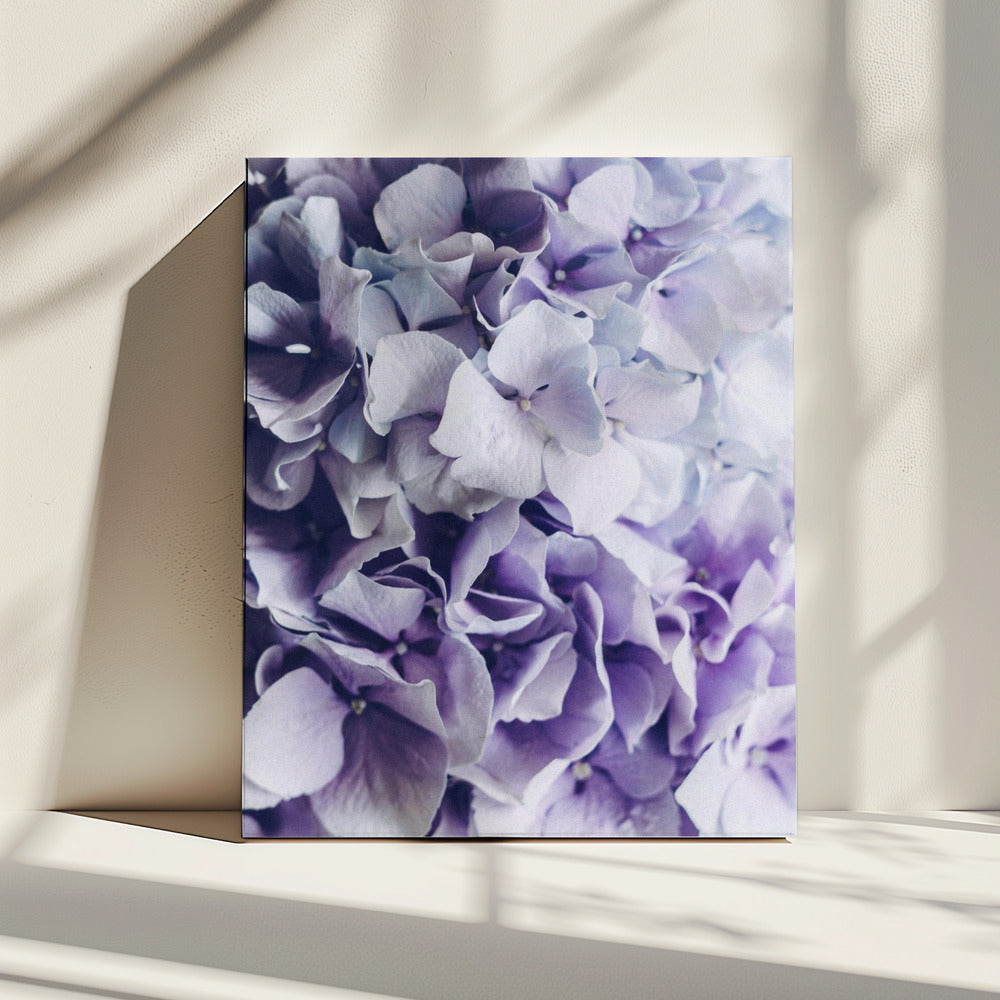 Leuchtend lila Hortensienblüten | Leinwand