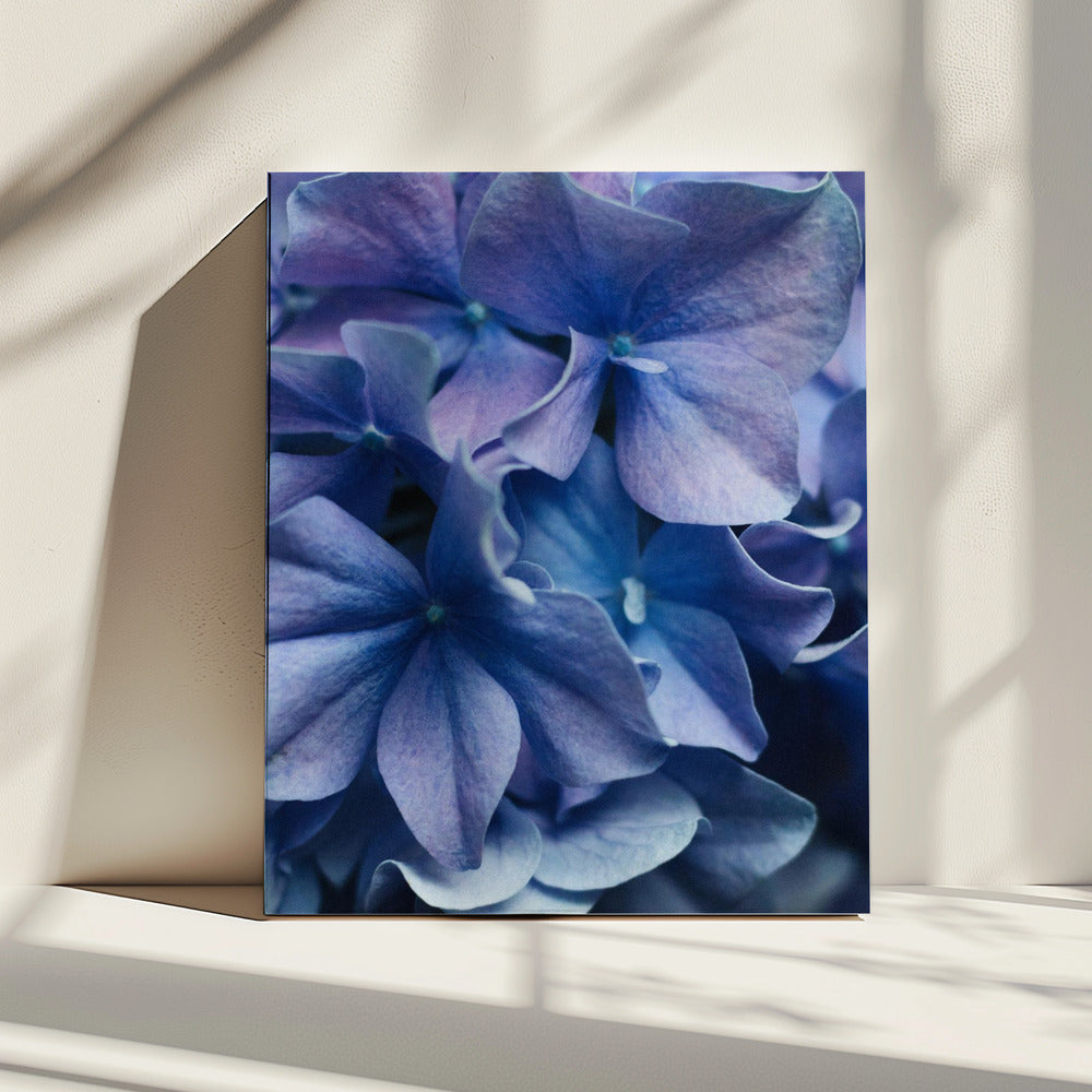 Leuchtend lila Hortensienblüten | Leinwand