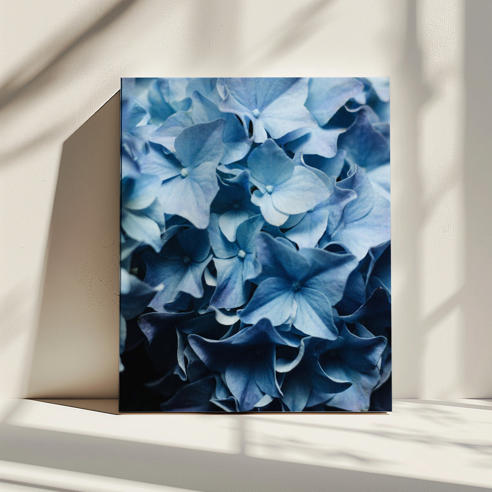 Leuchtend blaue Hortensien | Leinwand