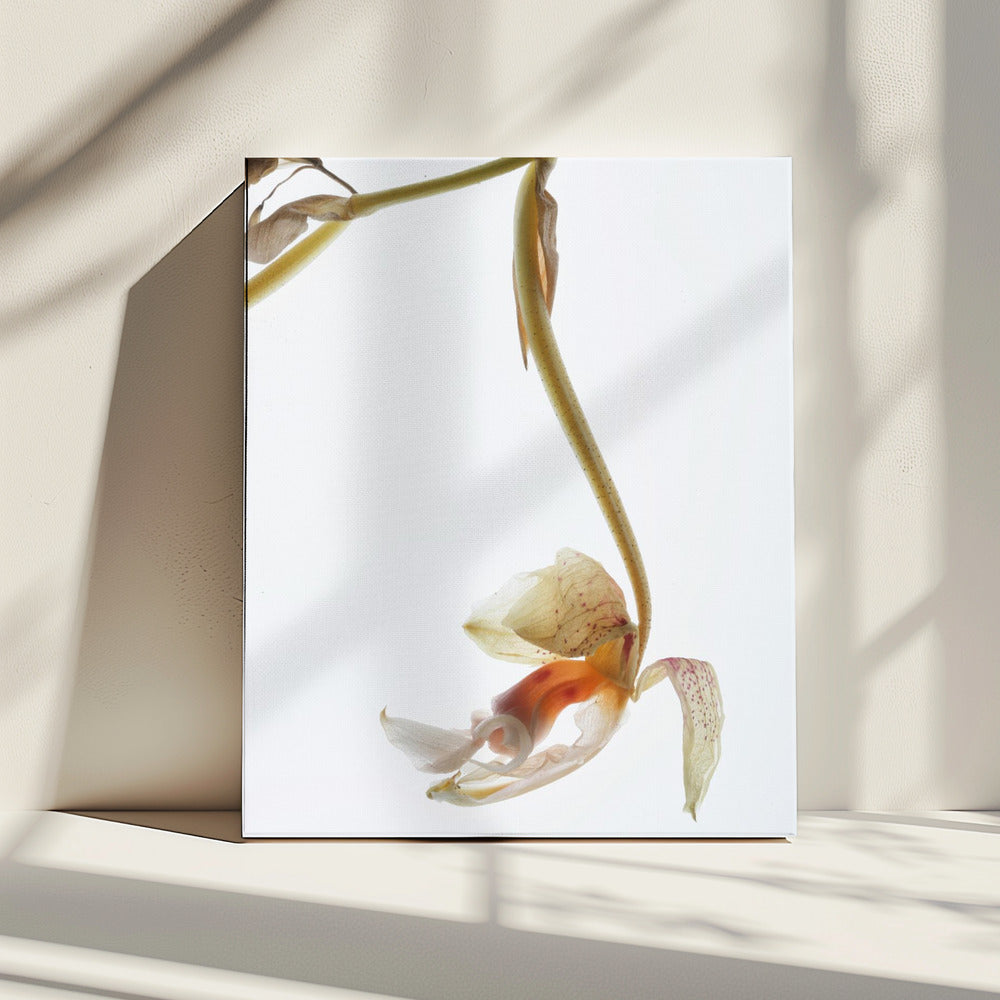 Eleganter Verfall | Leinwand