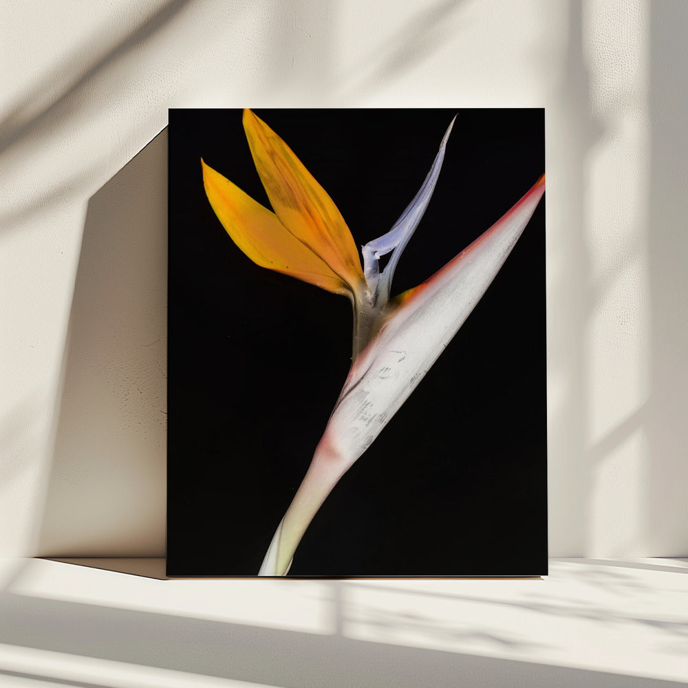 Bird of Paradise | Canvas