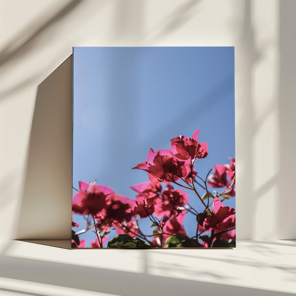 Bougainvillea Bliss | Canvas