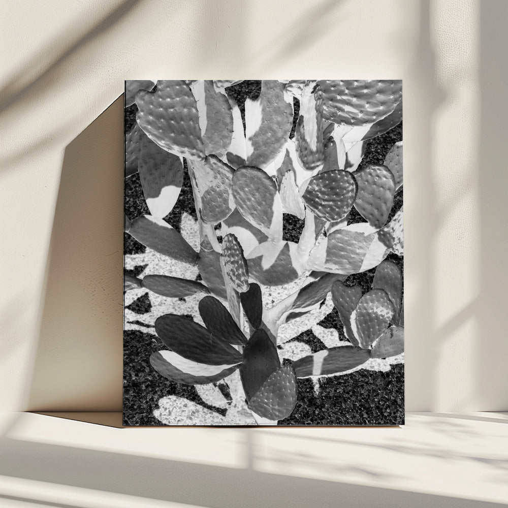 Prickly Patterns | Canvas