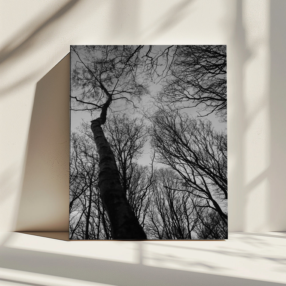 Winter's Reach | Canvas