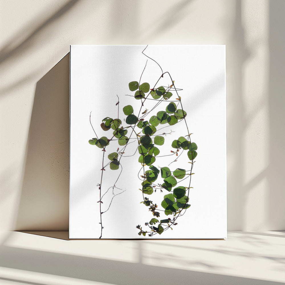 Vine's Dance | Leinwand