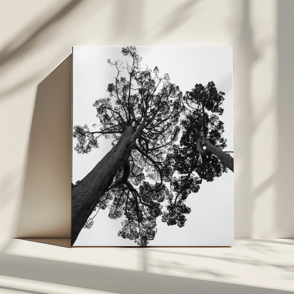 Hoch aufragende Kiefern | Leinwand