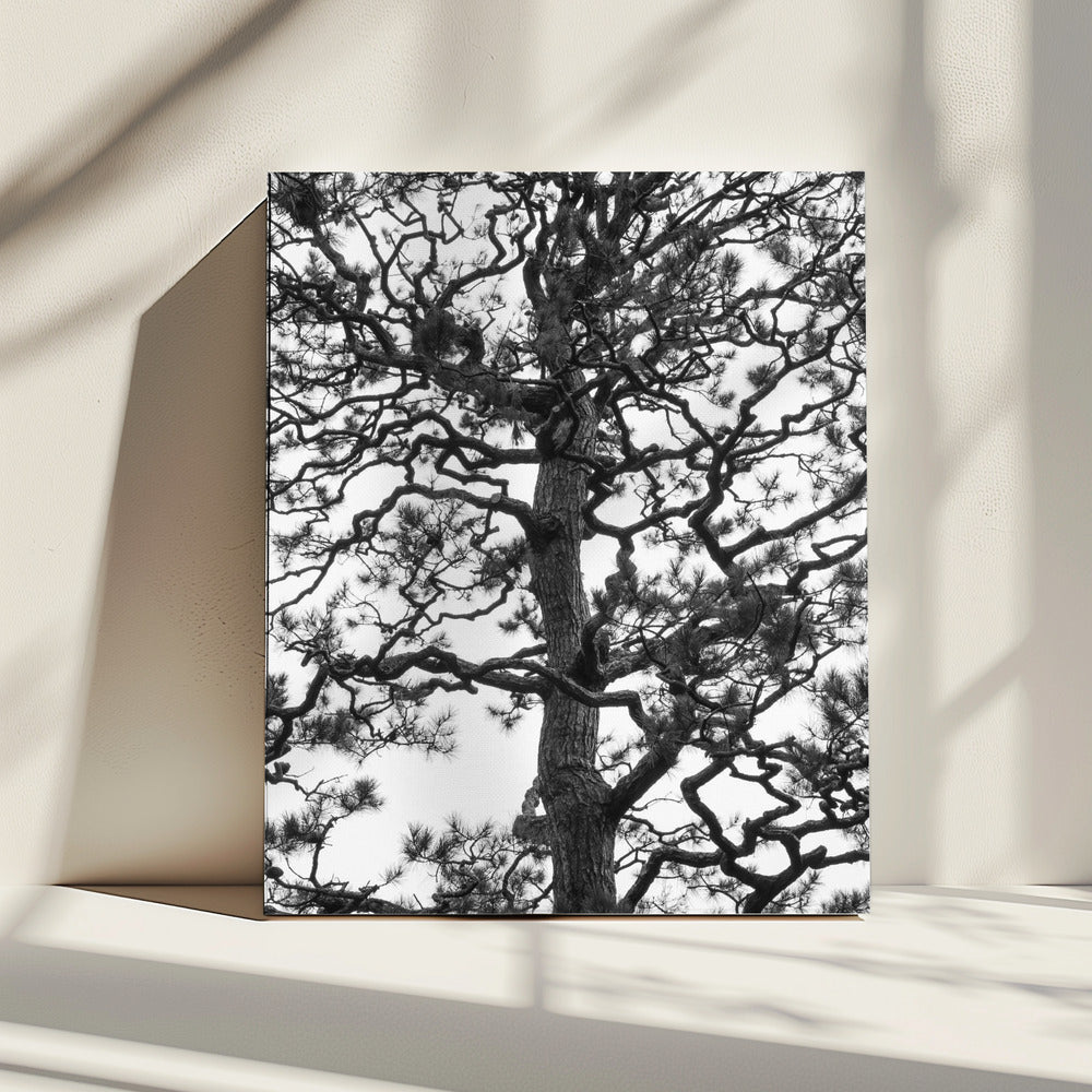 Verdrehte Baumsilhouette | Leinwand