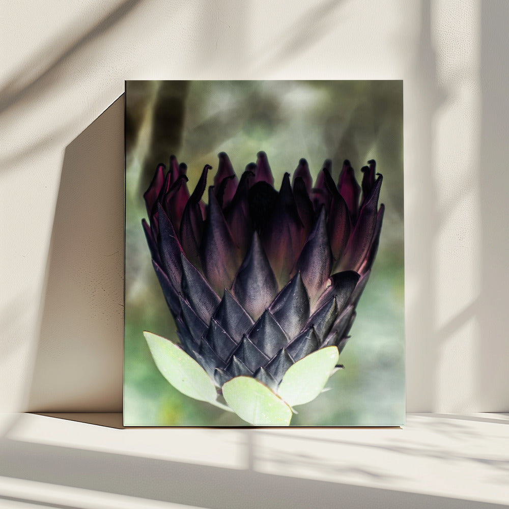 Schattenblüte | Leinwand