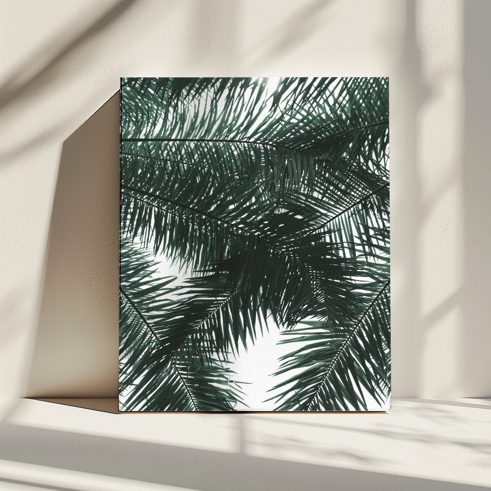 Sonnenbeschienenes Palmendach | Leinwand