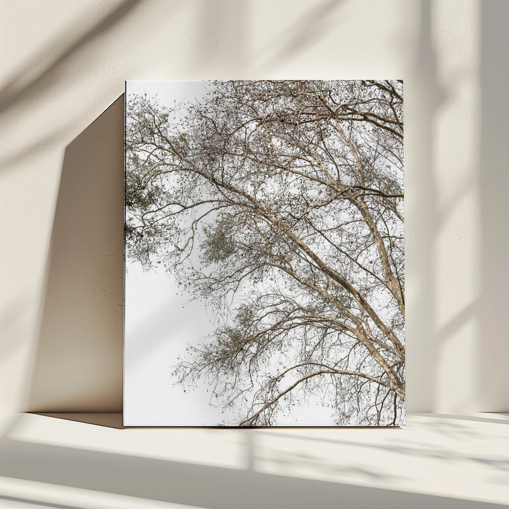 Winter's Whispering Branches | Canvas