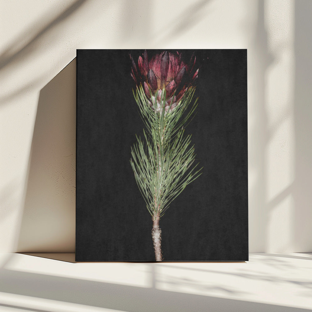 Protea Serenity | Leinwand