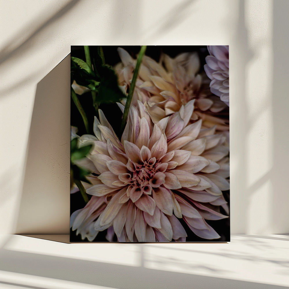 Blütenblätter in Blüte | Leinwand