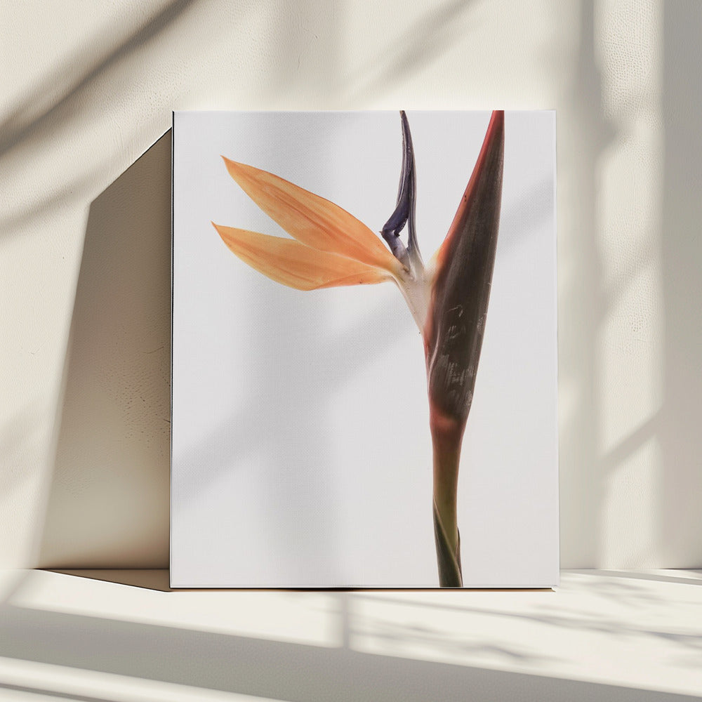 Lebendige Blüte | Leinwand