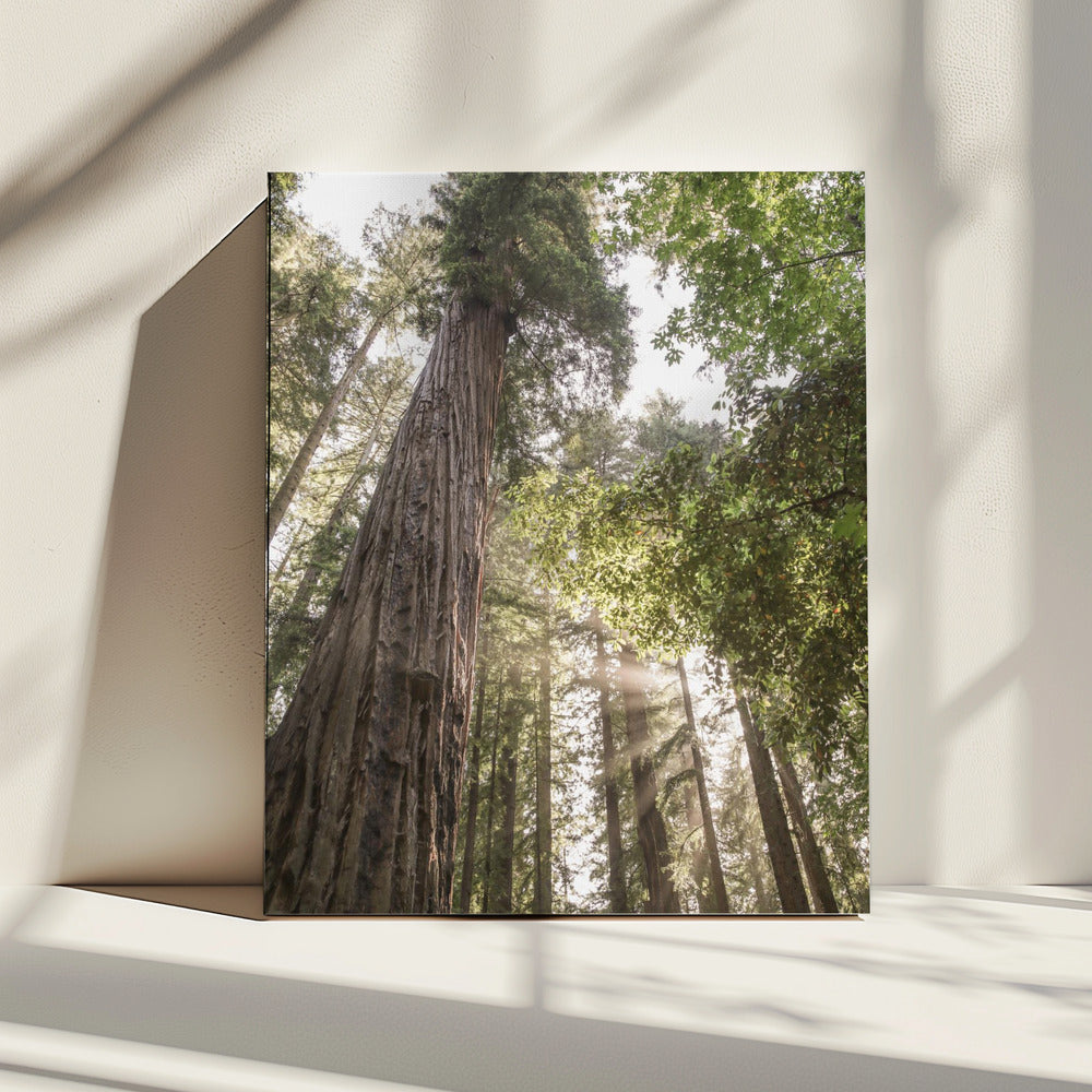 Hoch aufragende Redwoods | Leinwand