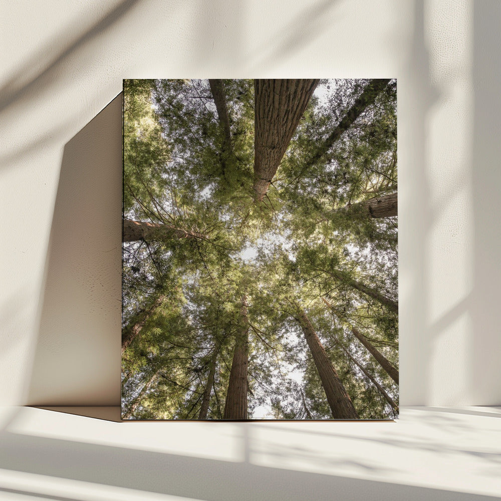 Schönheit der Natur | Leinwand