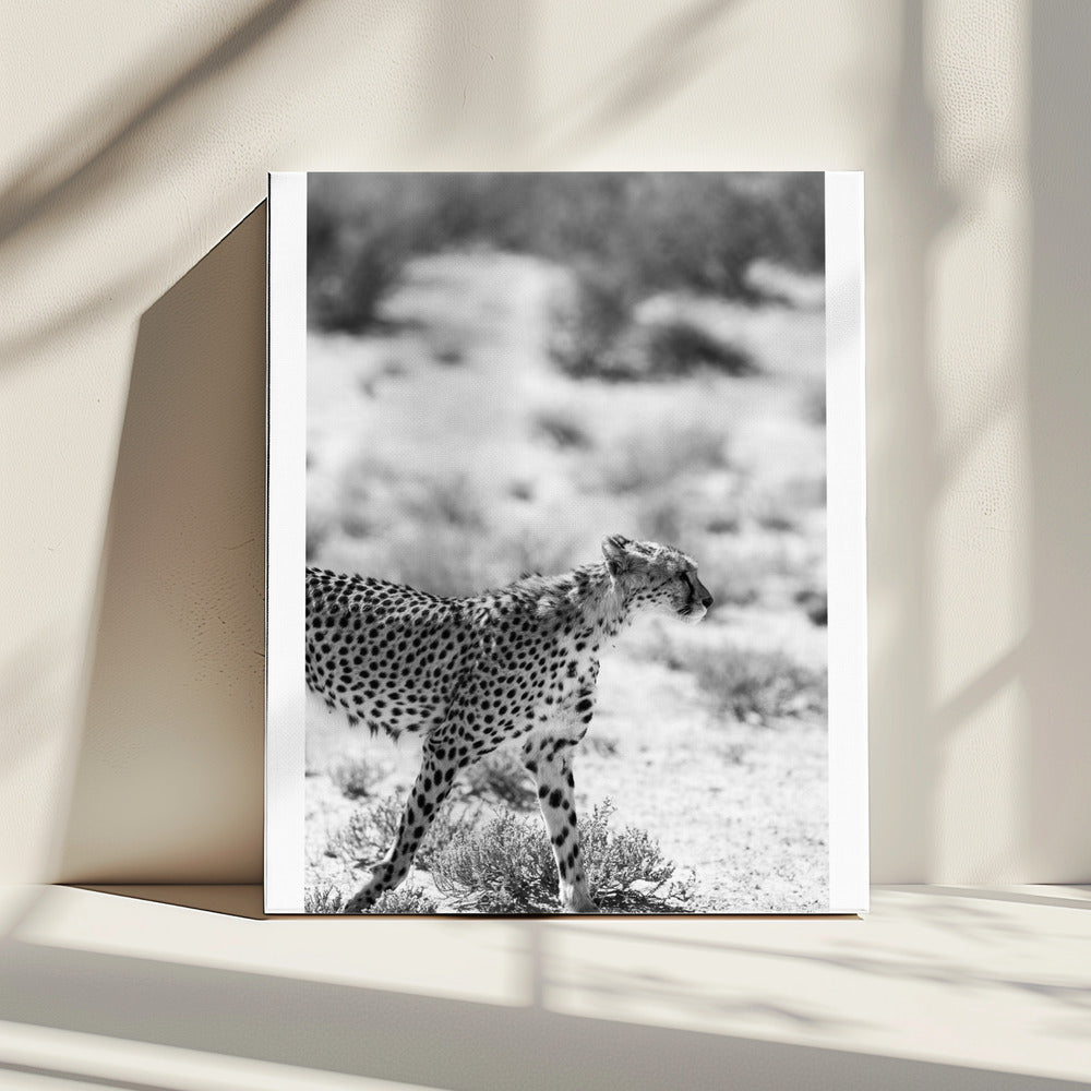 Ein laufender Gepard | Leinwand