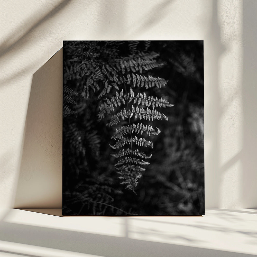 Silberfarn | Leinwand