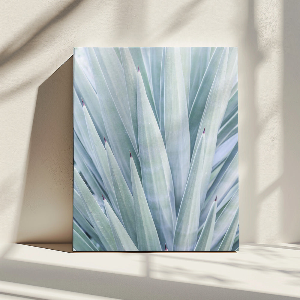 Azurblauer Agaventanz | Leinwand