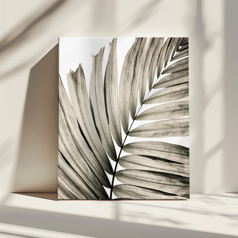Palm Leaves 22 | Canvas