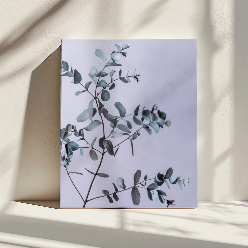 Eucalyptus 13 | Canvas