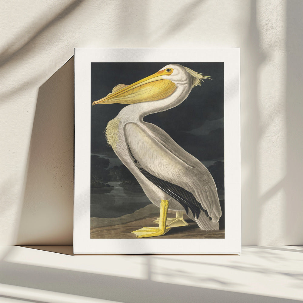 Amerikanischer Weißer Pelikan aus Birds of America (1827) | Leinwand