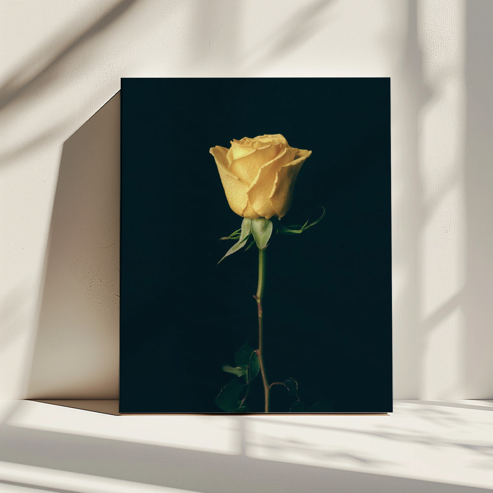 gelbe Rose | Leinwand