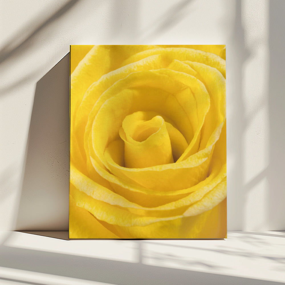 gelbe Rose | Leinwand