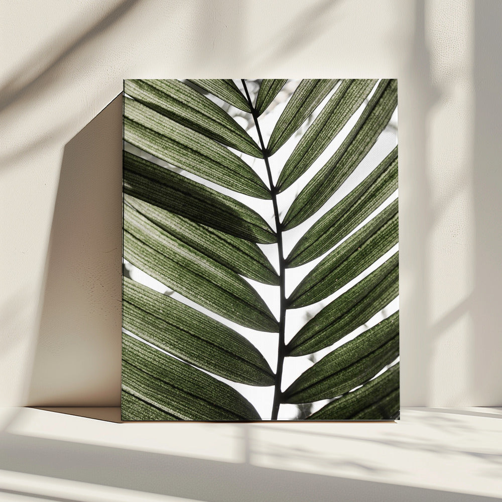 Palm Leaves 24 | Canvas