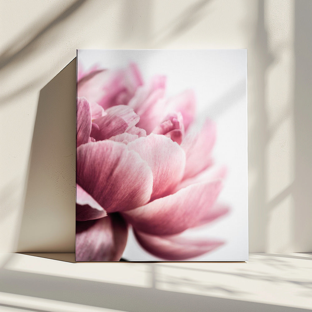 Peony 1 | Canvas