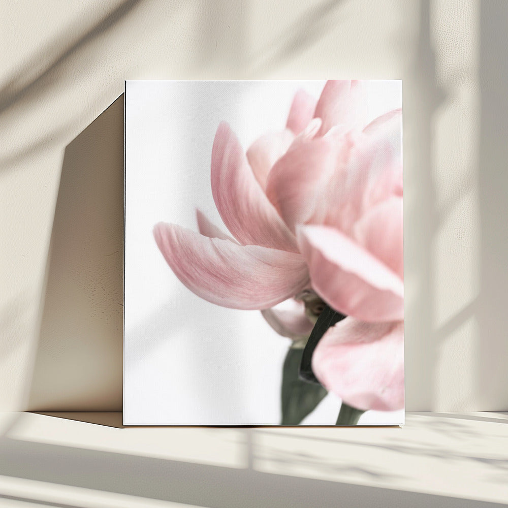 Peony 2 | Canvas