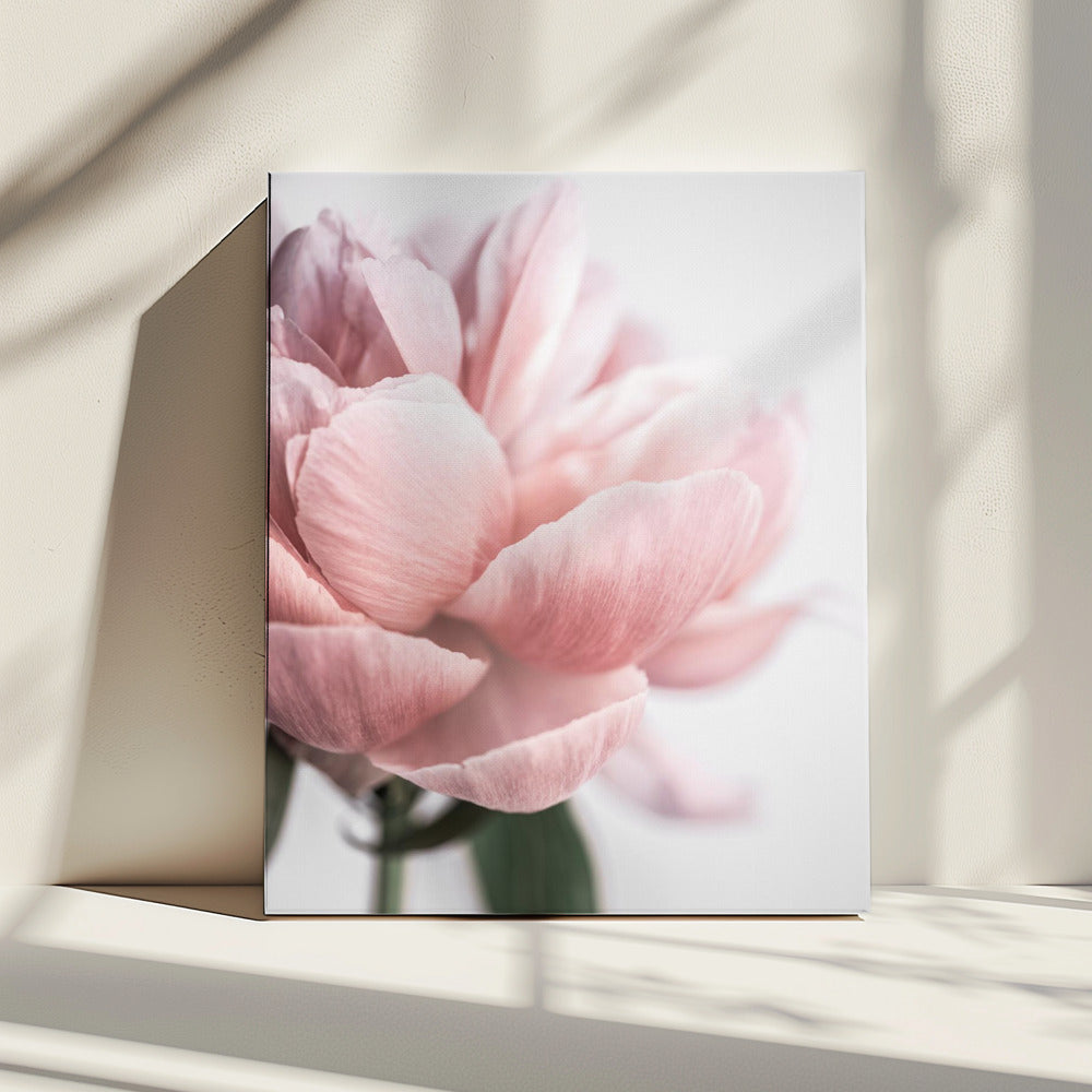 Peony 3 | Canvas